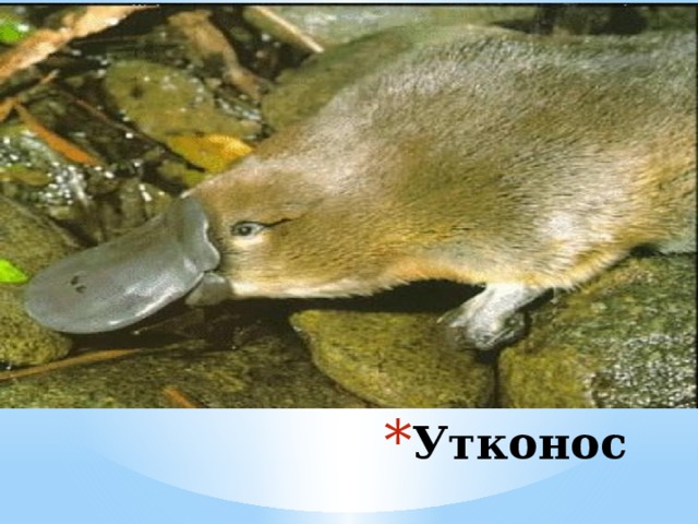 Утконос 