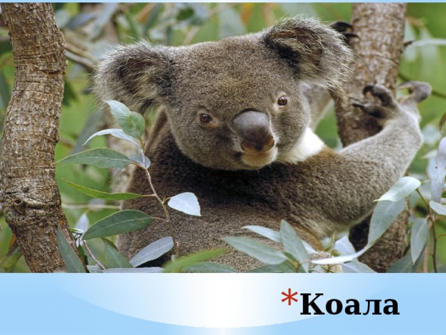 Коала 