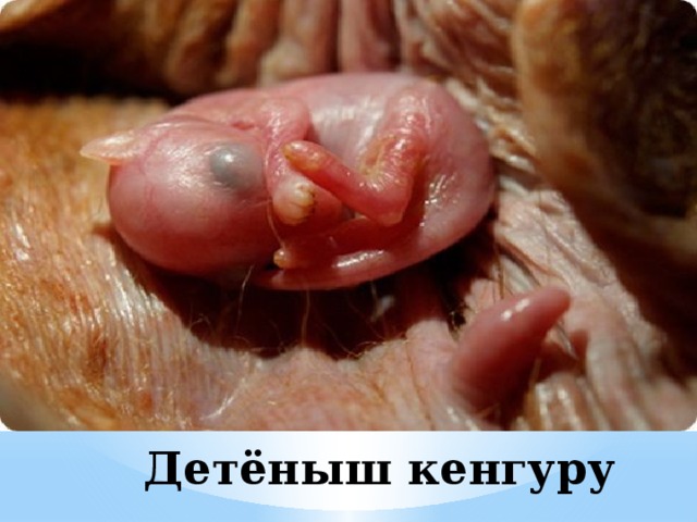 Детёныш кенгуру 
