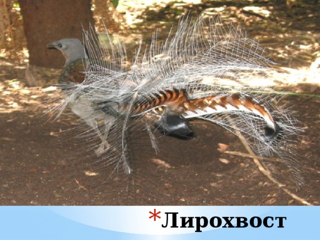 Лирохвост 