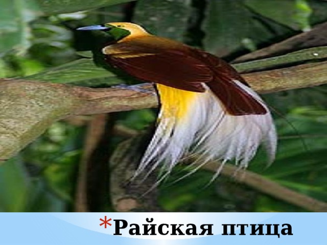 Райская птица 
