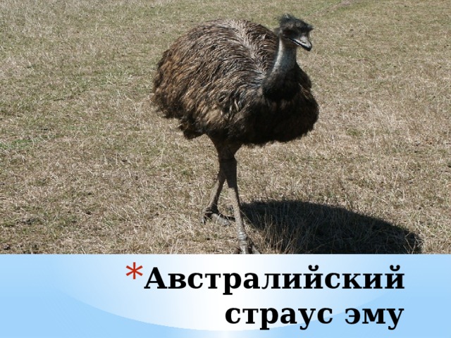 Австралийский страус эму 