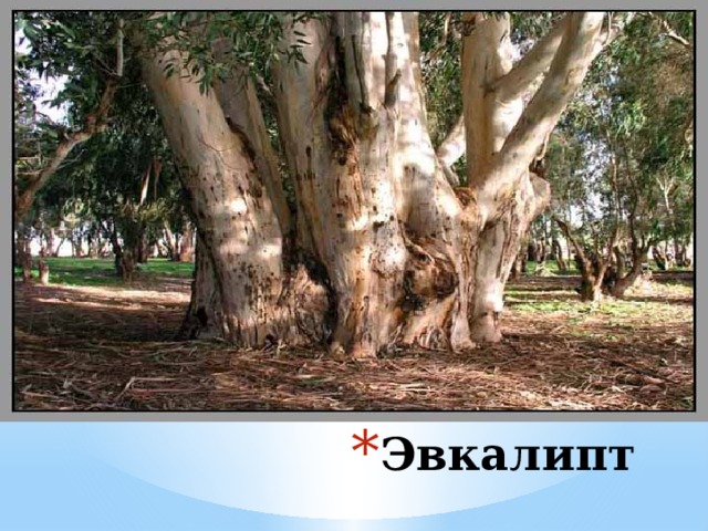Эвкалипт 