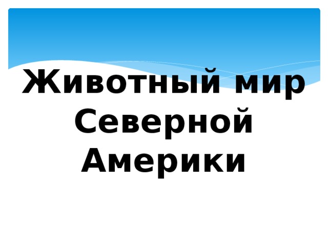 Животный мир Северной Америки 