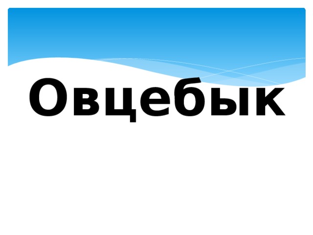 Овцебык 