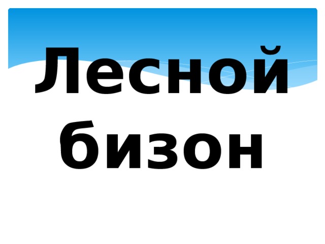 Лесной бизон 