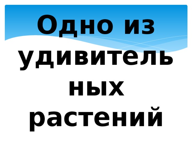Одно из удивительных растений 