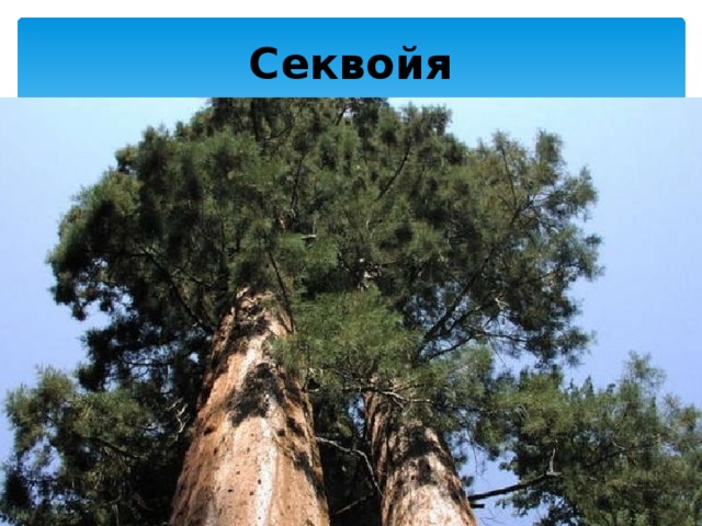 Секвойя 