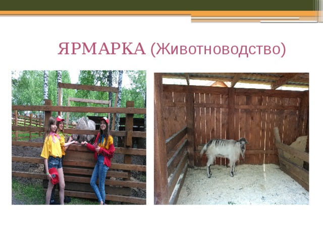 ЯРМАРКА (Животноводство) 