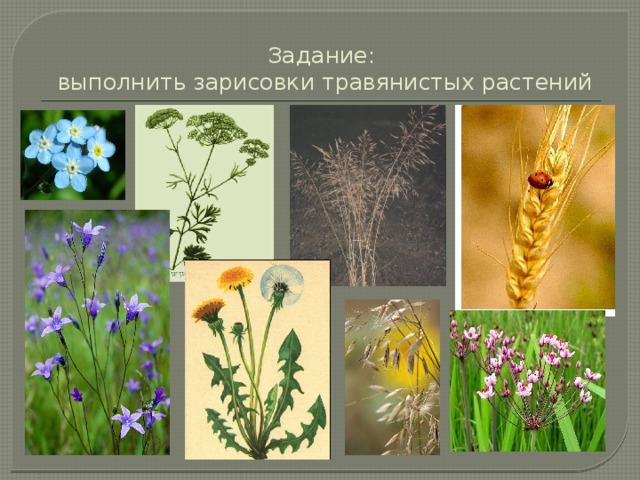 Задание:  выполнить зарисовки травянистых растений 