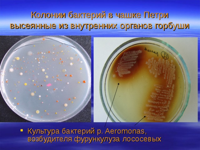 Колонии бактерий в чашке Петри высеянные из внутренних органов горбуши Культура бактерий р. Aeromonas, возбудителя фурункулуза лососевых 