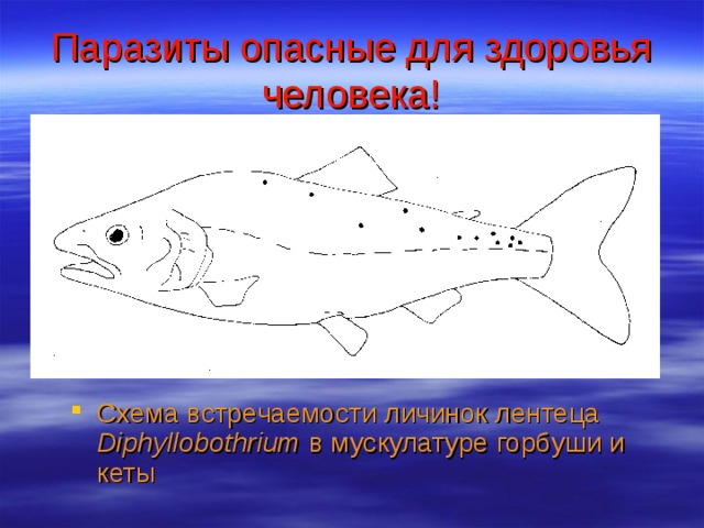 Паразиты опасные для здоровья человека! Схема встречаемости личинок лентеца Diphyllobothrium в мускулатуре горбуши и кеты  