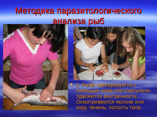 Методика паразитологического анализа рыб 2. Рыба препарируется с помощью ножа или скальпеля. Удаляются внутренности. Осмотриваются молоки или икру, печень, полость тела. 