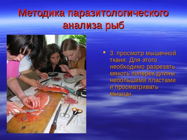 Методика паразитологического анализа рыб 3. просмотр мышечной ткани. Для этого необходимо разрезать мякоть поперек длины небольшими пластами и просматривать мышцы  