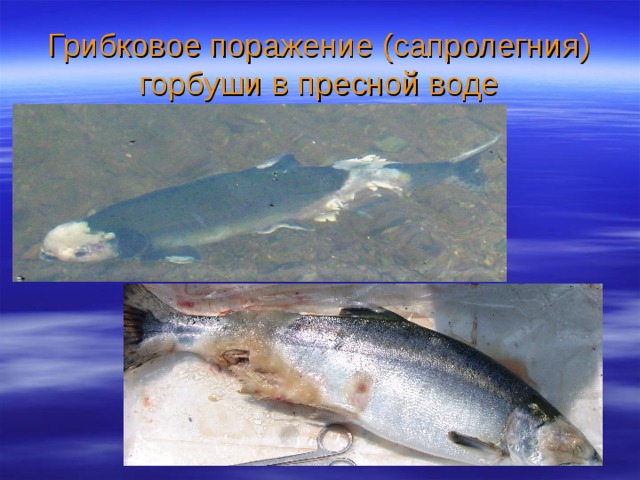 Грибковое поражение (сапролегния) горбуши в пресной воде 