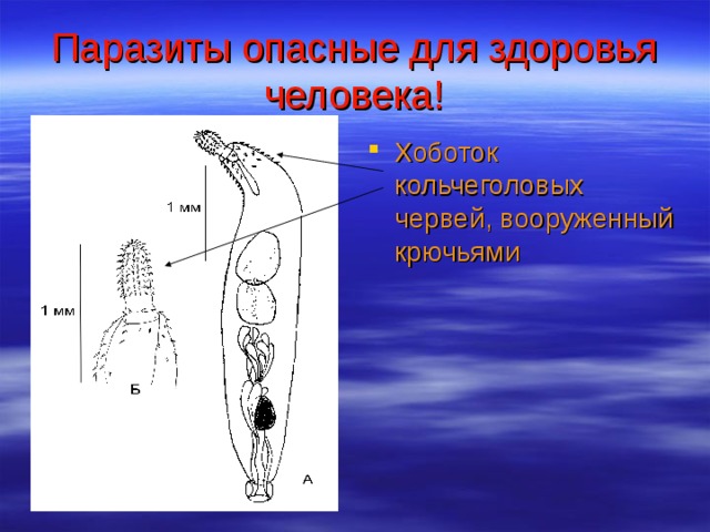Паразиты опасные для здоровья человека! Хоботок кольчеголовых червей, вооруженный крючьями 