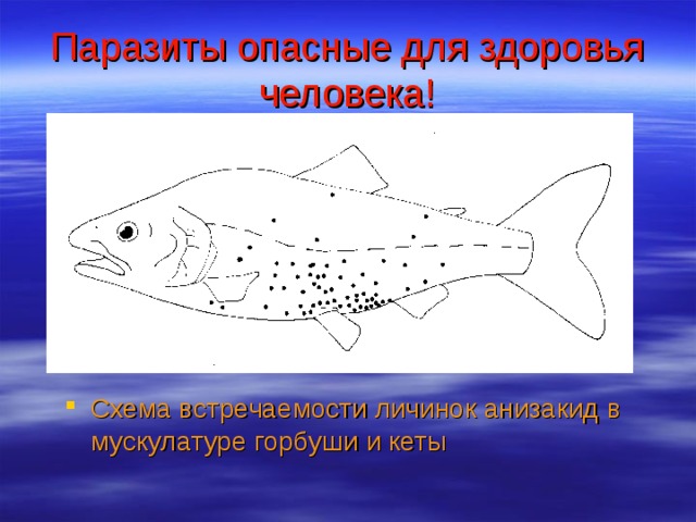 Паразиты опасные для здоровья человека! Схема встречаемости личинок анизакид в мускулатуре горбуши и кеты 