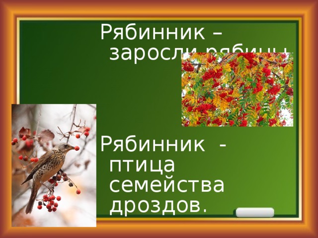 Рябинник – заросли рябины. Рябинник - птица семейства дроздов. 