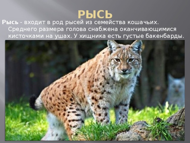 РЫСЬ Рысь  - входит в род рысей из семейства кошачьих. Среднего размера голова снабжена оканчивающимися кисточками на ушах. У хищника есть густые бакенбарды. 