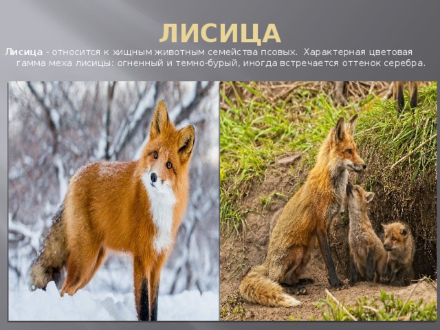 ЛИСИЦА Лисица  - относится к хищным животным семейства псовых.  Характерная цветовая гамма меха лисицы: огненный и темно-бурый, иногда встречается оттенок серебра. 