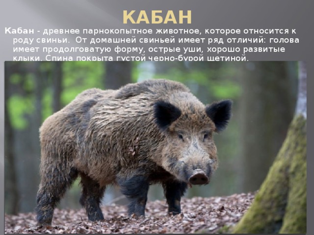 КАБАН Кабан  - древнее парнокопытное животное, которое относится к роду свиньи.  От домашней свиньей имеет ряд отличий: голова имеет продолговатую форму, острые уши, хорошо развитые клыки. Спина покрыта густой черно-бурой щетиной. 