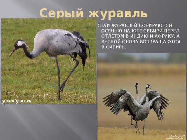 Серый журавль СТАИ ЖУРАВЛЕЙ СОБИРАЮТСЯ ОСЕНЬЮ НА ЮГЕ СИБИРИ ПЕРЕД ОТЛЕТОМ В ИНДИЮ И АФРИКУ. А ВЕСНОЙ СНОВА ВОЗВРАЩАЮТСЯ В СИБИРЬ. 