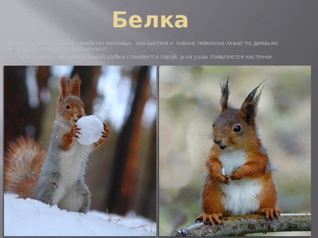 Белка БЕЛКА  - РОД ГРЫЗУНОВ, СЕМЕЙСТВО БЕЛКОВЫХ.  ОНА БЫСТРАЯ И  ЛОВКАЯ, ПРЕКРАСНО ЛАЗАЕТ ПО ДЕРЕВЬЯМ. У БЕЛКИ БОЛЬШОЙ ПУШИСТЫЙ ХВОСТ. ЛЕТОМ ШУБКА У НЕЕ РЫЖАЯ. з имой шубка становится серой, а на ушах появляются кисточки. 