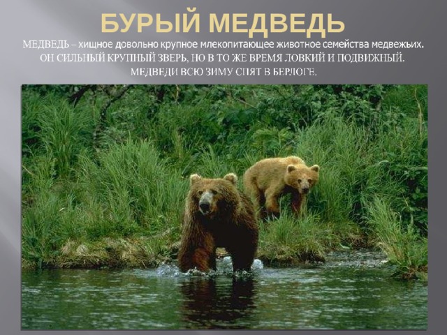 БУРЫЙ МЕДВЕДЬ 