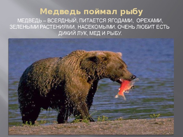 Медведь поймал рыбу 