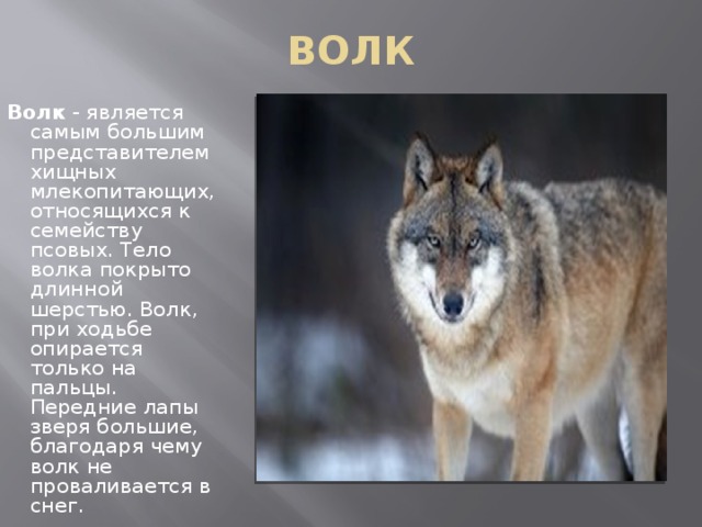 ВОЛК Волк  - является самым большим представителем хищных млекопитающих, относящихся к семейству псовых. Тело волка покрыто длинной шерстью. Волк, при ходьбе опирается только на пальцы. Передние лапы зверя большие, благодаря чему волк не проваливается в снег.  