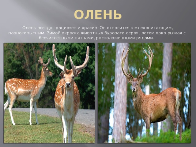 ОЛЕНЬ   Олень всегда грациозен и красив. Он относится к млекопитающим, парнокопытным. Зимой окраска животных буровато-серая, летом ярко-рыжая с бесчисленными пятнами, расположенными рядами. 