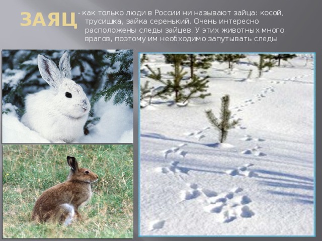ЗАЯЦ   - как только люди в России ни называют зайца: косой, трусишка, зайка серенький. Очень интересно расположены следы зайцев. У этих животных много врагов, поэтому им необходимо запутывать следы 