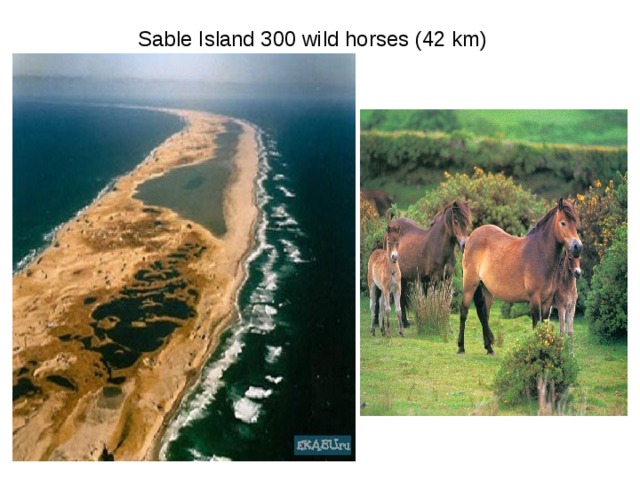 Sable Island 300 wild horses (42 km) 