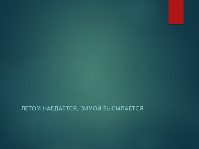 Летом наедается, зимой высыпается 