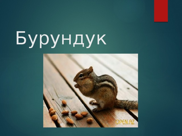 Бурундук 