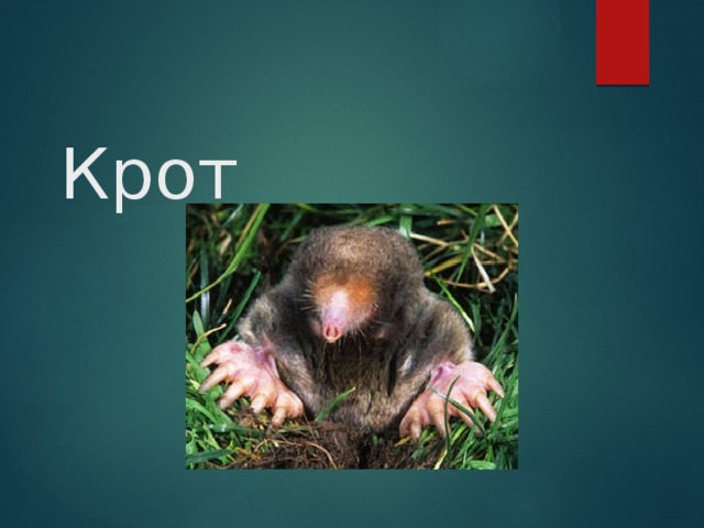 Крот 