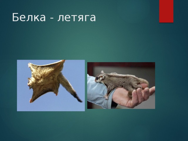 Белка - летяга 