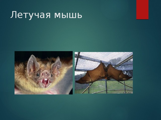 Летучая мышь 
