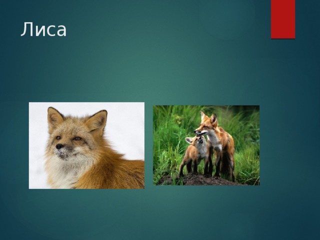 Лиса 