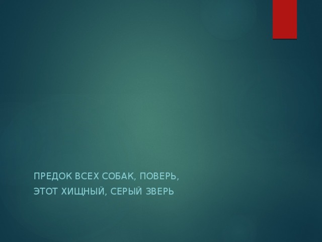 Предок всех собак, поверь, Этот хищный, серый зверь 