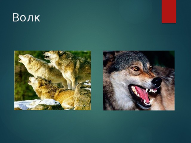 Волк 