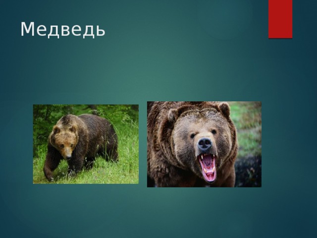 Медведь 