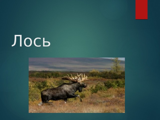 Лось 