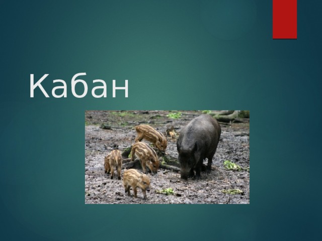 Кабан 