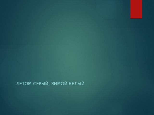 Летом серый, зимой белый 