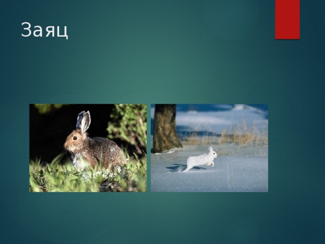 Заяц 