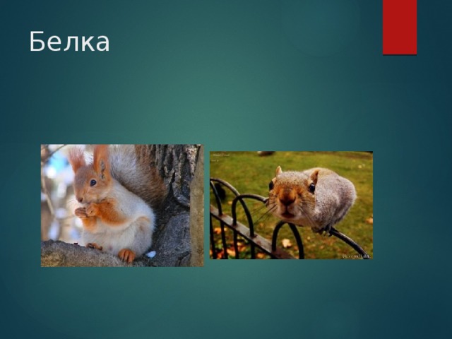Белка 