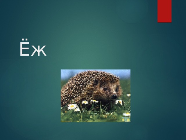 Ёж 