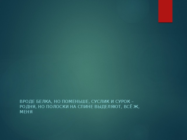 Вроде белка, но поменьше, суслик и сурок – родня, но полоски на спине выделяют, всё ж, меня 