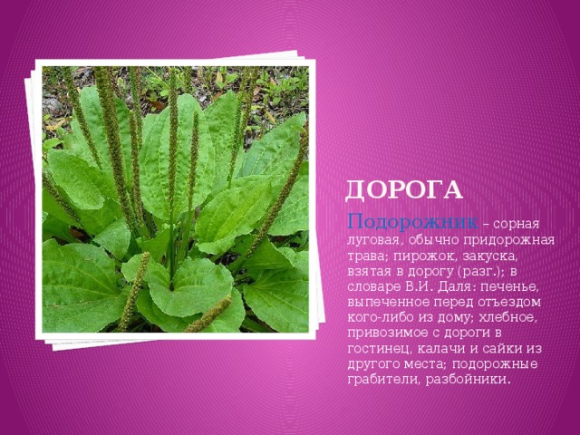 ДОРОГА Подорожник – сорная луговая, обычно придорожная трава; пирожок, закуска, взятая в дорогу (разг.); в словаре В.И. Даля: печенье, выпеченное перед отъездом кого-либо из дому; хлебное, привозимое с дороги в гостинец, калачи и сайки из другого места; подорожные грабители, разбойники.    